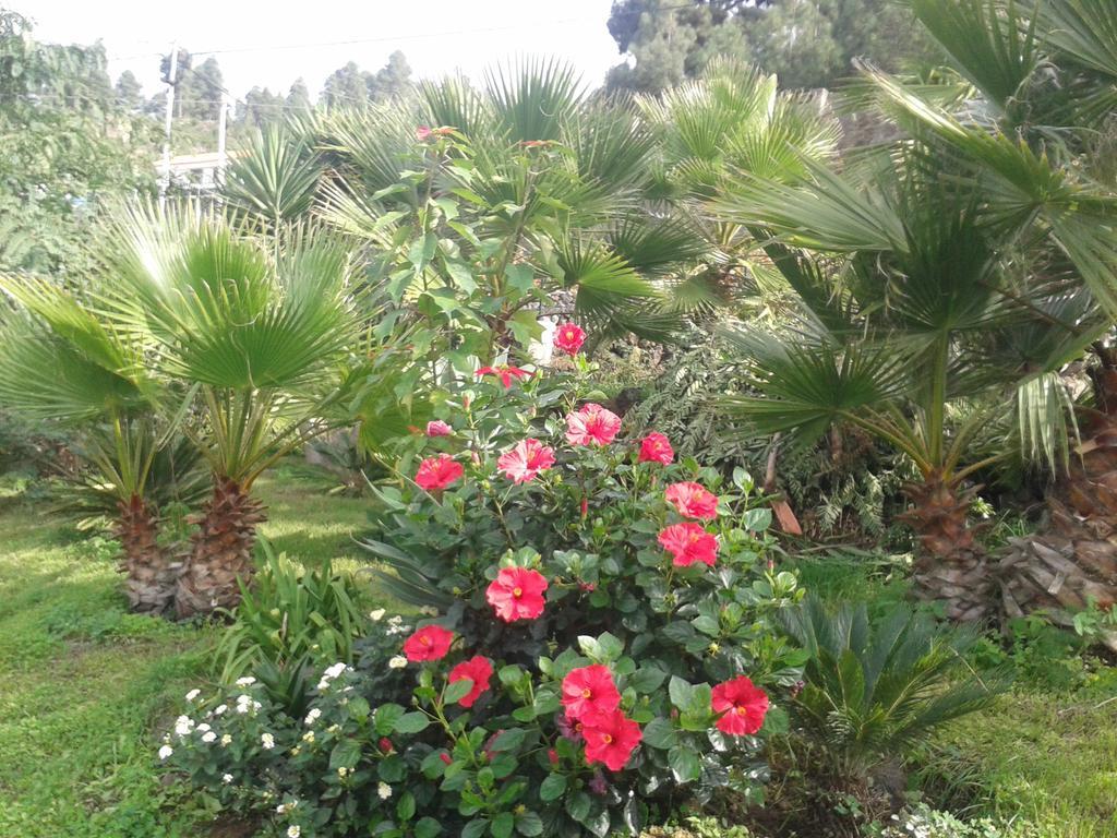 Finca Las Palmeras Icod De Los Vinos Eksteriør bilde