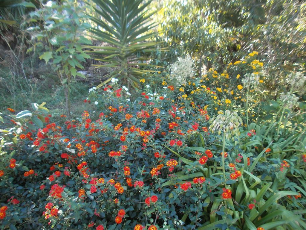Finca Las Palmeras Icod De Los Vinos Rom bilde