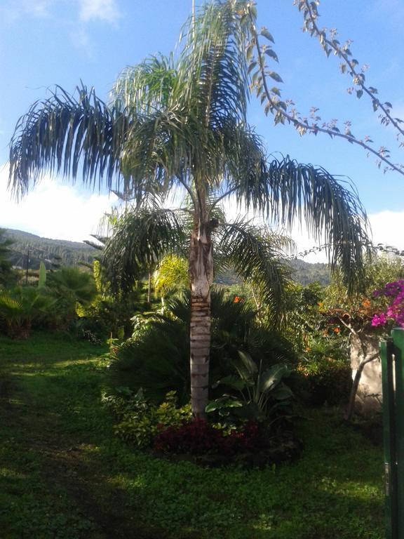 Finca Las Palmeras Icod De Los Vinos Rom bilde