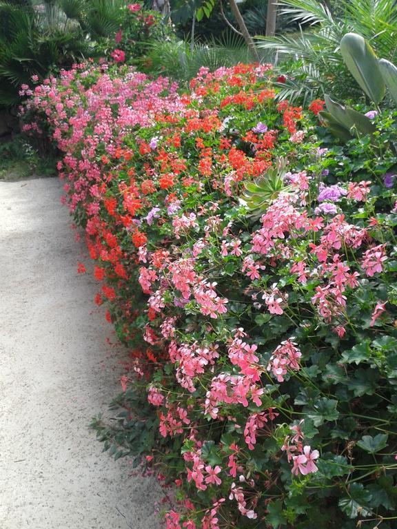 Finca Las Palmeras Icod De Los Vinos Rom bilde