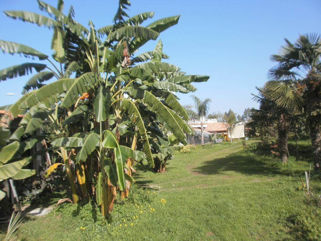 Finca Las Palmeras Icod De Los Vinos Rom bilde