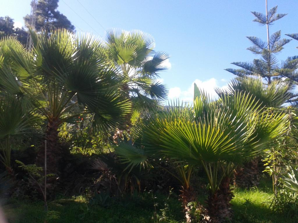 Finca Las Palmeras Icod De Los Vinos Eksteriør bilde