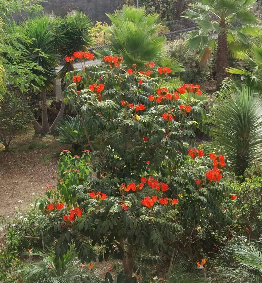 Finca Las Palmeras Icod De Los Vinos Eksteriør bilde