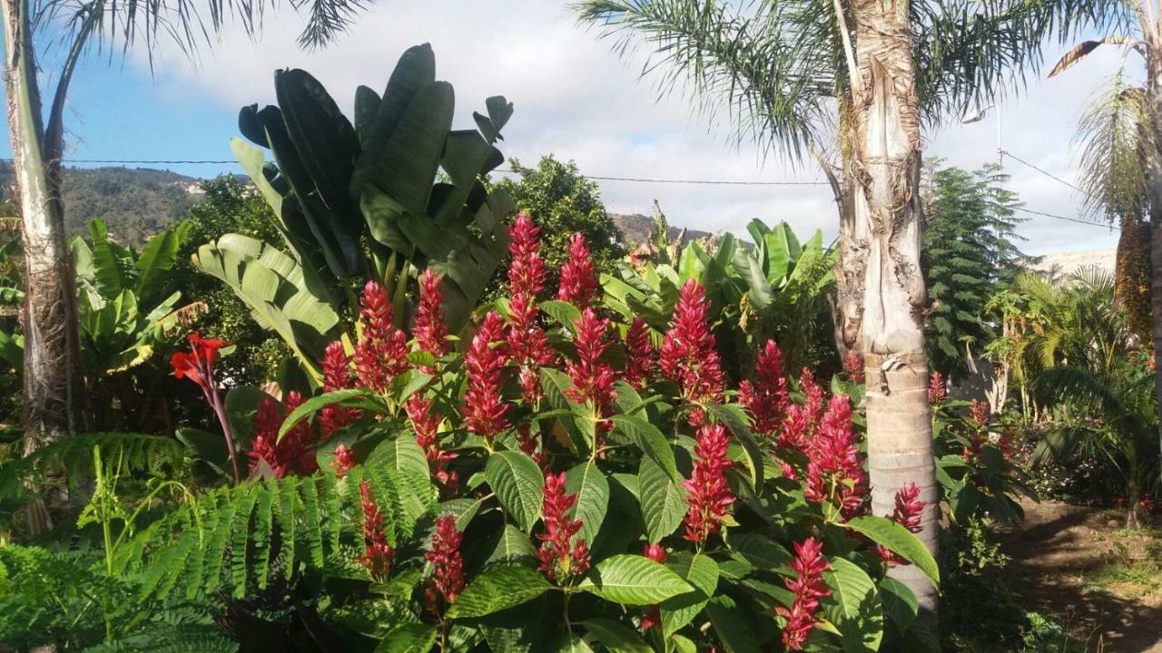 Finca Las Palmeras Icod De Los Vinos Eksteriør bilde